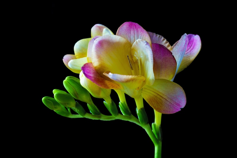 inflorescence, flower, vulnerability, indoors, beauty in nature, bloom, flower head, freesia, flowering plant, colorful, springtime, pollen, close-up, 5K