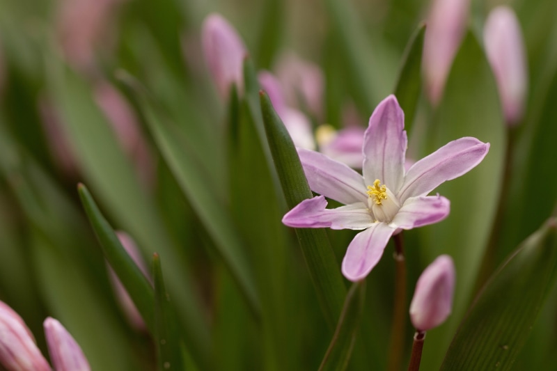 floral, flower, macro, Explore, beauty In Nature, Emerging, flowers, close-up photography, Colorado, Spring, photography, purple, 5K, Denver Botanic Gardens