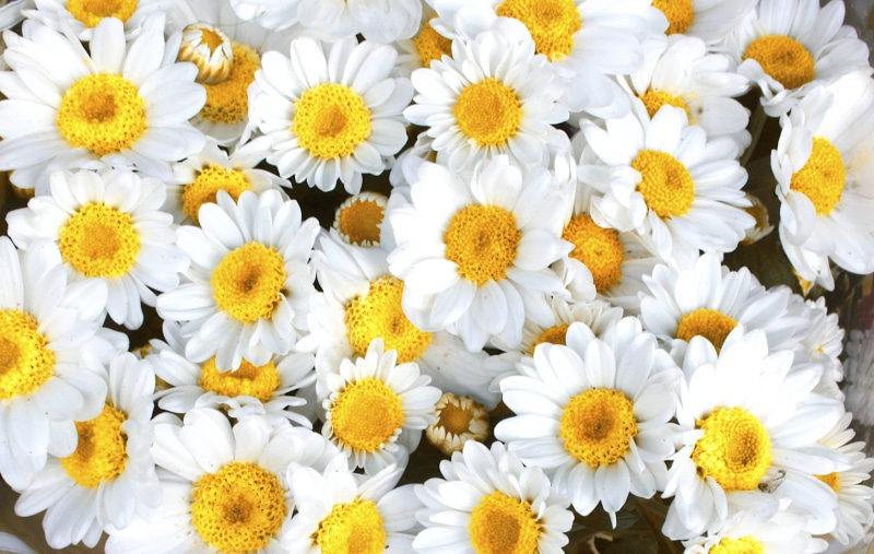 petal, Flowers, yellow, 2K, white, close-up, petaled, plant, nature, summer, daisy, flower, freshness