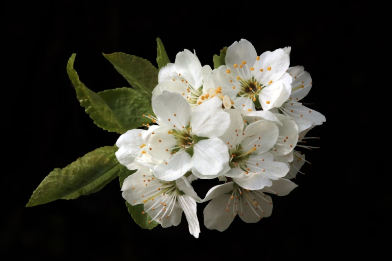 growth, white, romantic, tree, indoors, flowers background, close-up, 5K, flower Head, spring background, flower, garden, petal, no people, beauty in nature