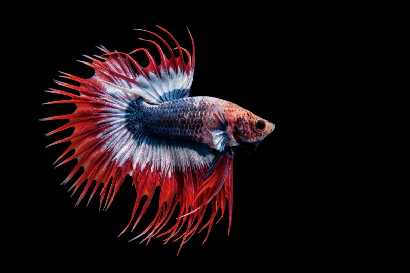 1080P, Betta, Fish, Animal