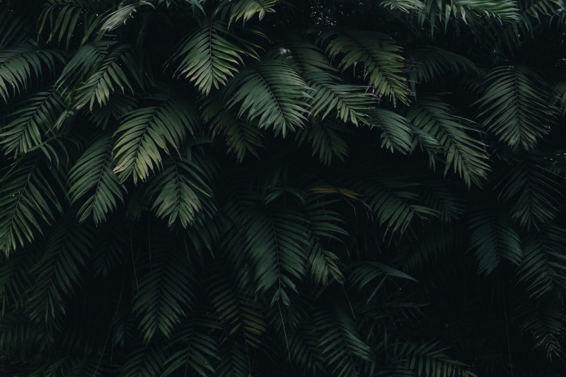 4K, palm leaf, full frame, low angle view, palm tree, plant, tranquility, no people, nature, beauty in nature, leaves, black, growth, tree, botany, backgrounds