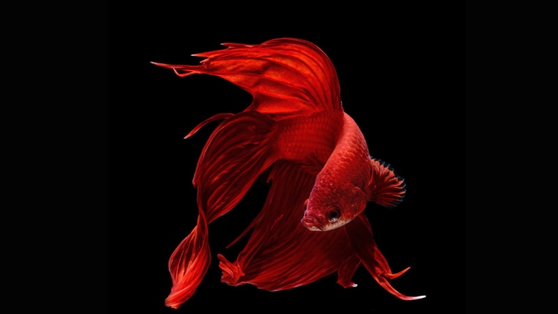 indoors, sea, red, studio shot, animal wildlife, animals in the wild, water, marine, dark, nature, cut out, animal themes, profile view, one animal, 1080P