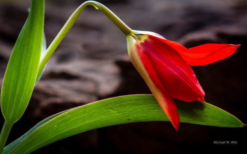 red, flower, nature, close-up, flower Head, petal, leaf, closeup, plant, 4K, tulip, photography