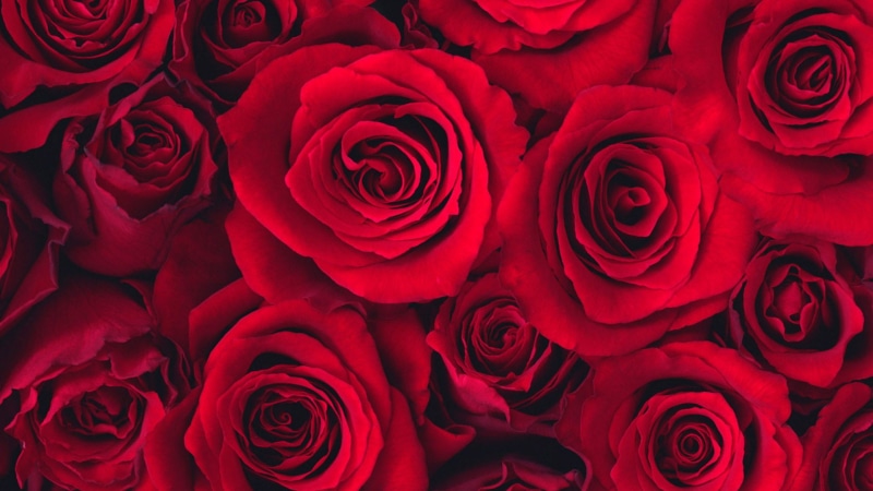 bloom, celebration, decoration, flowers, valentine, petal, floral, bud, gift, anniversary, birthday, wedding, rose, blossom, 1080P, blooming, flora, love