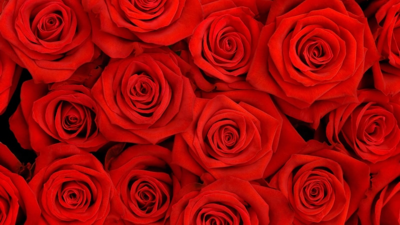 petal, plant, petals, rose, decoration, romance, leaf, blossom, roses, present, love, color, garden, wedding, holiday, romantic, art, birthday, bloom, wealth