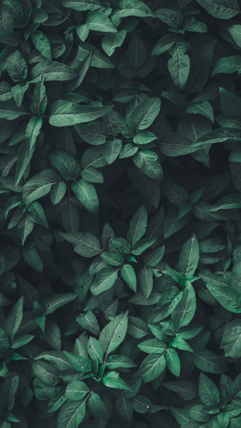 full frame, leaf, plant part, branch, field, leaves, 4K, abstract, green Color, plant, textured, gardening, backgrounds, food, garden, nature, freshness