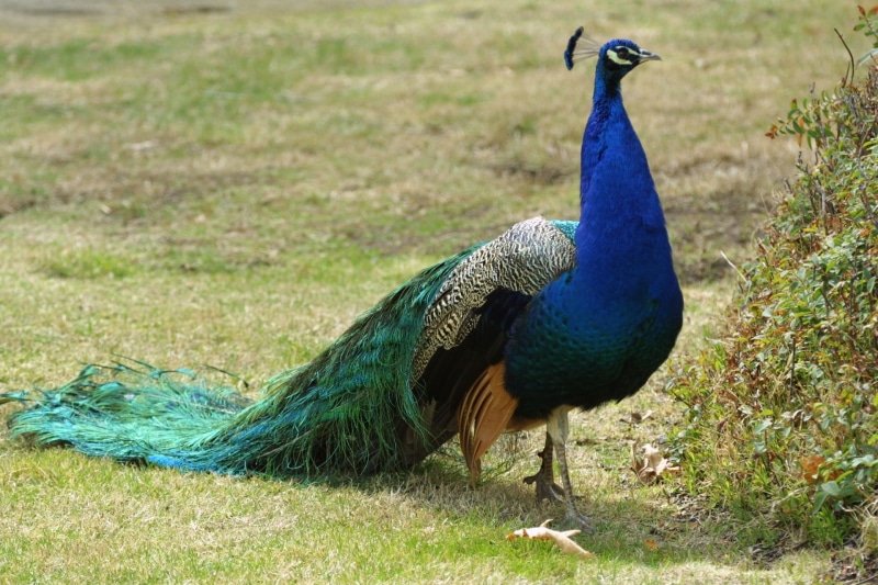 natural, peacock, field, animals in the wild, animal wildlife, walking, grass, feathers, exotic, male animal, wildlife, fowl, green, land, fanned out, colorful