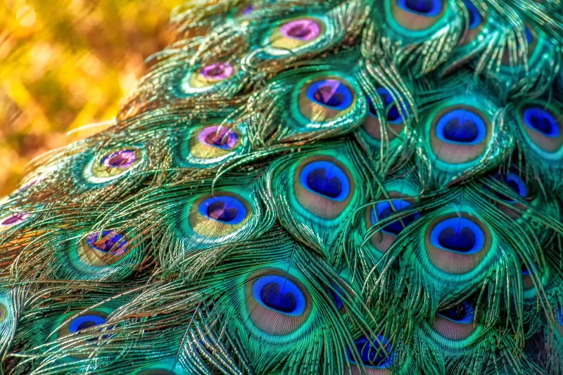 one animal, close-up, green, turquoise colored, spring dress, multi colored, yellow, gorgeous, animal, outdoors, nature, natural pattern, vertebrate, peacock