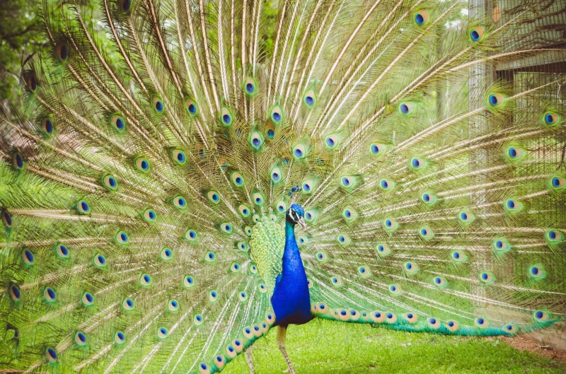 1080P, vibrant, peafowl, no people, outdoors, one animal, animal themes, animal, exotic, fowl, feather, tropical, peacock feather, nature, feathers, vertebrate