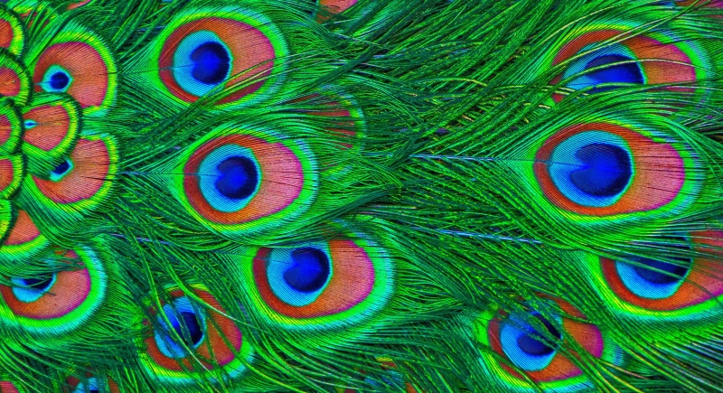 beauty in nature, pattern, animal themes, animal head, plumage, peacock feather, one animal, full frame, peacock, saturated color, ornate, no people, close-up