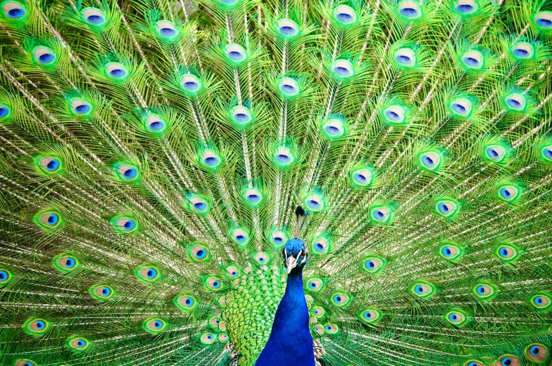 LD, peafowl, feathers, color, Indian Peafowl, Di, Germany, 70-200mm, indian, feathered, animal, zoological garden, Baden-Württemberg, colored, colorful