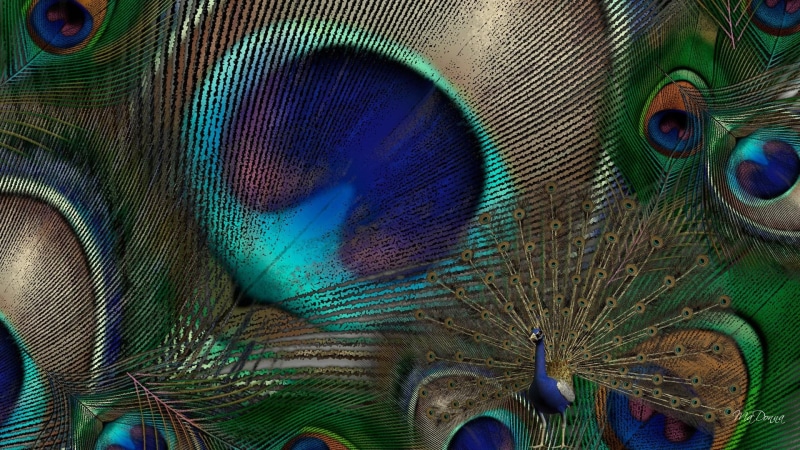 bright, pheasant, beautiful, exotic, peacock, bird, feathers, peafowl, 3d and abstract, 1080P