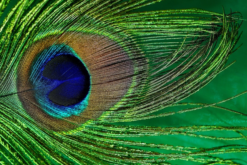 animal, blue, softness, eye, symbol, peacock feather, color, nature, card greeting, bird, textured effect, peacock, 5K, natural pattern, iridescent, structure