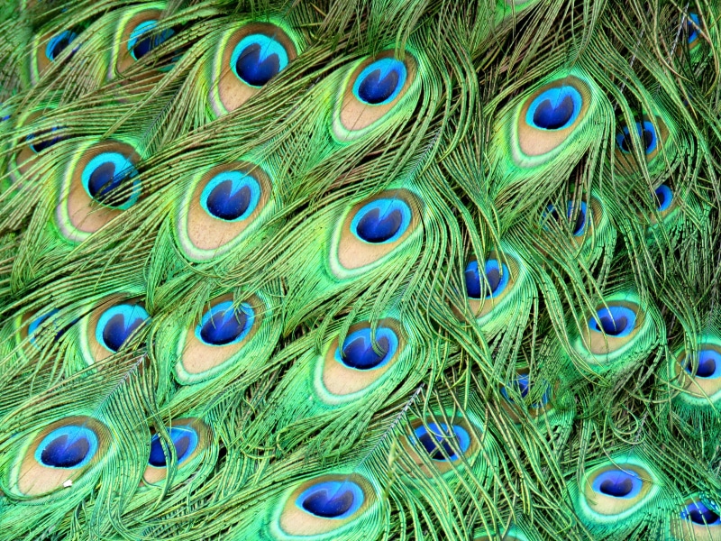 nature, close-up, multi colored, beauty in nature, green color, pattern, 4K, peacock feather, outdoors, animal wildlife, natural pattern, peacock, no people
