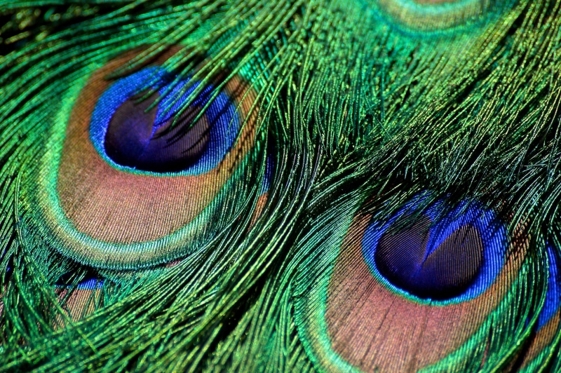 animal themes, feathers, peacock feather, nature, animal eye, texture, color, multi colored, vertebrate, outdoors, ornate, blue, softness, brown, 4K, animal head