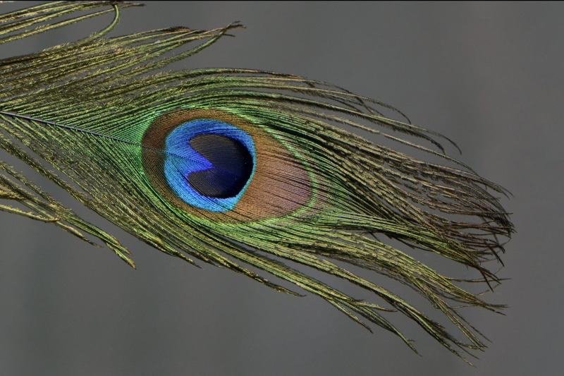 beauty in nature, nature, no people, indoors, peacock feather, feather, vertebrate, eyes, close-up, one animal, fragility, green color, outline, bird, softness