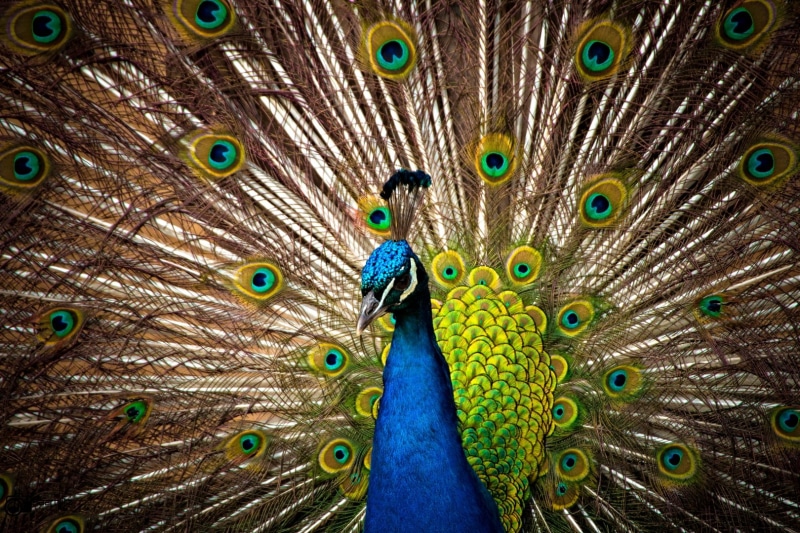 saarland, animal Head, Pavo  cristatus, green peacock, Birds, germany, zoo, pride, painting, multi Colored, feather, peacock, canon, green, animal, wildlife