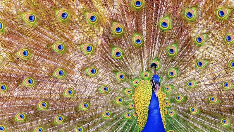 colors, animal, nature, photography, bird, backgrounds, feather, wildlife, beak, 2K, male Animal, elegance, panoramic  photography, peacock, vibrant Color