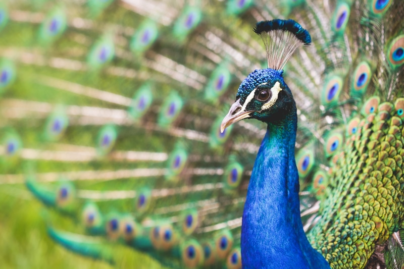 Peacock, close-up, exotic, day, blue, animal eye, elegance, bird, top, animal wildlife, nature, feather, beak, fanned out, one animal, male Animal, no people