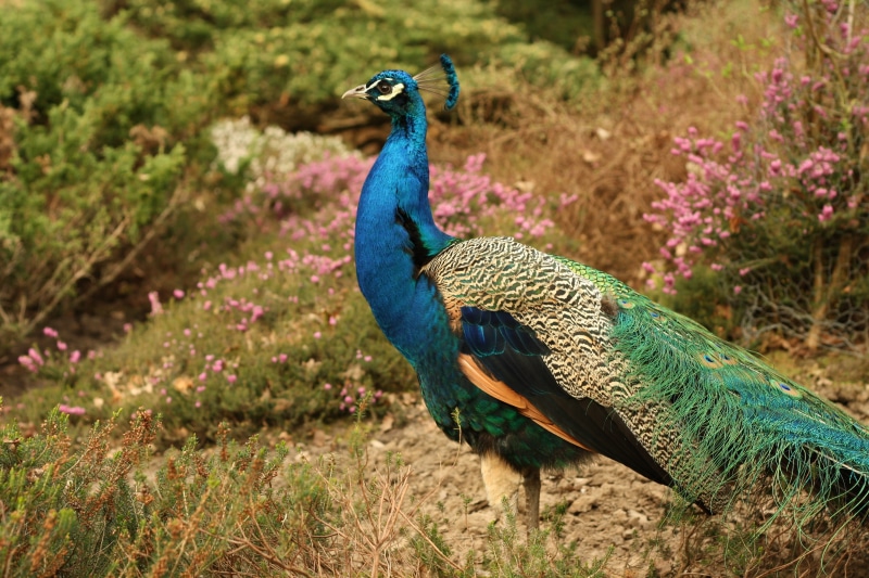flower, colourful, beautiful, land, wild, zoo, feather, animal wildlife, multi colored, poultry, standing, purple, animal, daytime, 4K, peafowl, nature