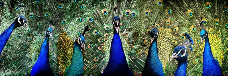 no people, beauty in nature, feather, animal, 5K, decoration, peacocks, Peacock, peacock feather, blue, multi colored, bird, peacock feathers, vertebrate