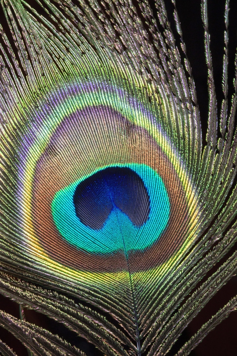 natural pattern, multi colored, indoors, peacock, feathers, vibrant, beauty in nature, vulnerability, colorful, fragility, backgrounds, no people, vibrant color
