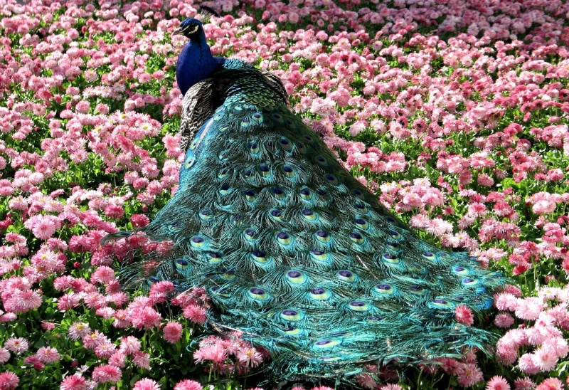 land, flower, flowering plant, 720P, one animal, animal themes, wildlife, bird, colors, vertebrate, beauty, blue, pink Color, vulnerability, color Image