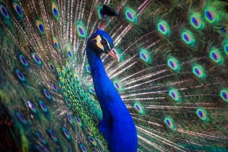 day, multi Colored, nature, peacock feather, photography, no people, bird, animal, male Animal, hdr, animal wildlife, animal themes, plumage, beak, blue