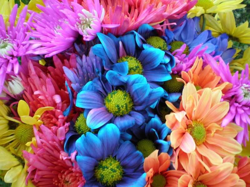 Colorful, Daisies, purple, Floral, flower, pink Color, plant, Boquet, flower Head, multi Colored, Flowers, 2K, yellow, petal, nature, close-up, Crazy