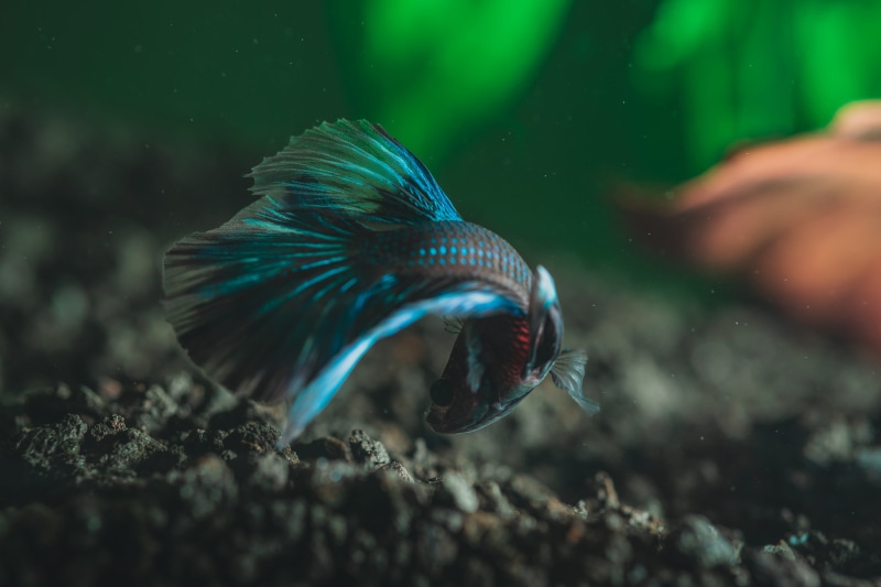 sea, glass - material, selective, 5K, animal, sea life, nature, fish, water, animal wildlife, motion, close-up, selective focus, one animal, swimming