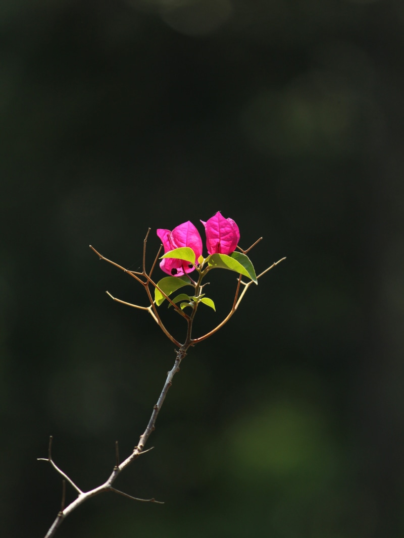 outdoors, bloom, focus on foreground, flowering plant, plant, vulnerability, close-up, fragility, growth, garden, sharp, 4K, floral, beauty in nature