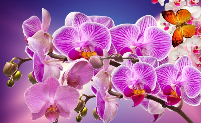 spring, focus on foreground, growth, orquidea, no people, close-up, white orchid, day, 1080P, sky, springtime, plant, inflorescence, fragility, vulnerability