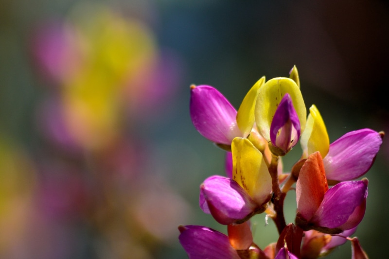 beauty In Nature, flower, petal, 4K, purple, plant, lupinus stiversii, leaf, close-up, Lupine, Fabaceae, photo, pink Color, color, tuolumne county, Harlequin