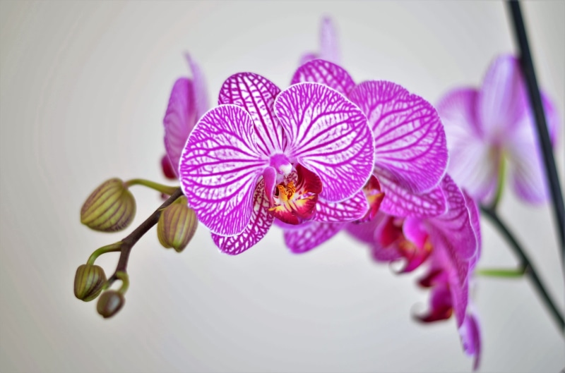 botany, Flower, beauty In Nature, purple flowers, beautiful flower, moth, pink Color, design, fragility, iris - plant, outdoors, Lila, purple, springtime