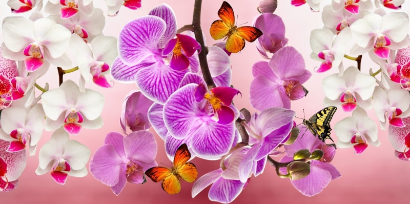purple orchid, petal, beauty, vulnerability, springtime, ornamental plant, freshness, inflorescence, garden, plant, outdoors, nature, no people, purple