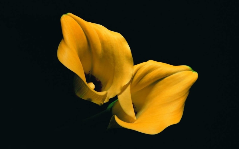 freshness, close-up, lilies, studio shot, petal, two, indoors, flower, plant, softness, lillies, nature, flower head, yellow, vulnerability, 720P, black background