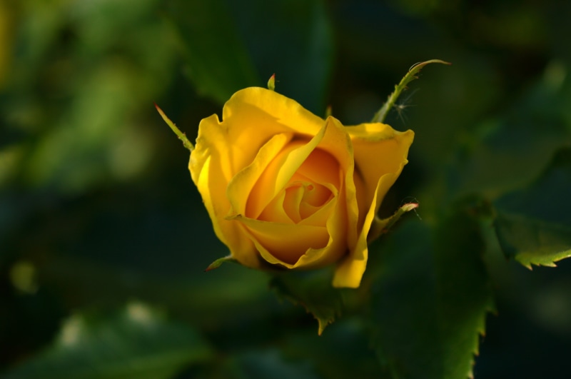 rose - flower, inflorescence, vulnerability, focus on foreground, nature, beauty in nature, plant, 5K, close-up, freshness, outdoors, flowering plant