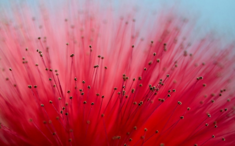 pollen, togetherness, fiber optic, Calliandra, flowers, selective focus, large group of objects, close-up, no people, vulnerability, red, full frame, beauty in nature