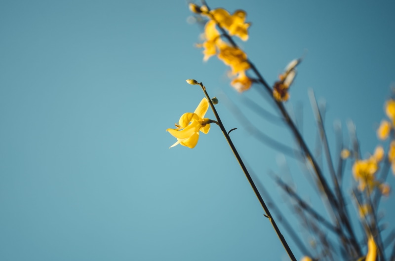 flora, nature, no people, beauty in nature, yellow, flower, desktop backgrounds, delicate, petal, flowering plant, 4K, freshness, focus on foreground