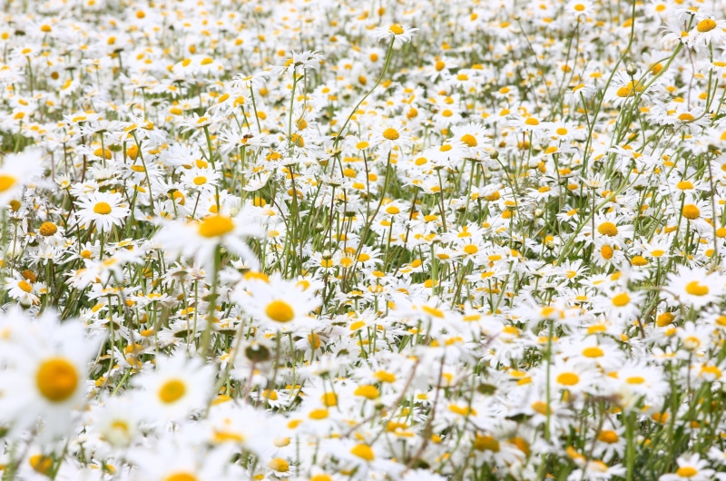 beauty In Nature, backgrounds, agriculture, field, flowering plant, daisy, daisies, 4K, growth, green Color, springtime, vulnerability, sunlight, petal