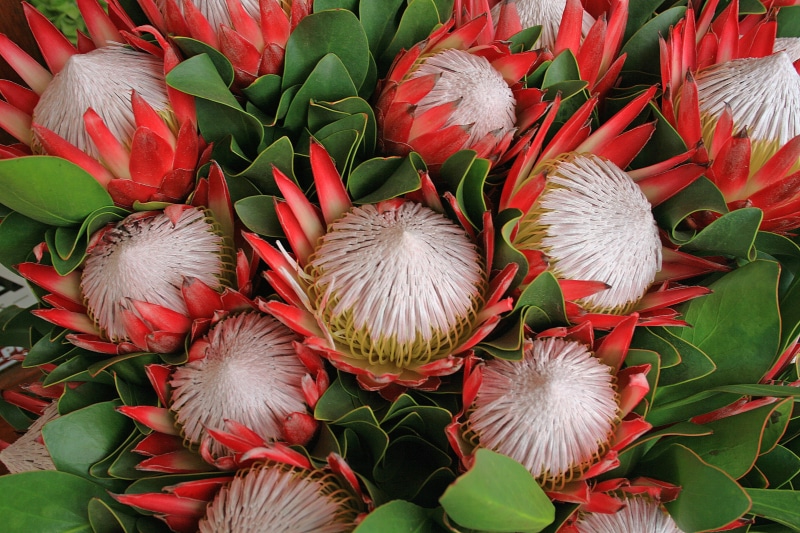 nature, plant, freshness, petal, Protea, Proteas, protea flowers, red, beauty in nature, sugarbush, leaf, flowering plant, no people, growth, close-up