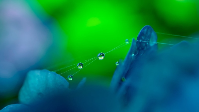 fragility, selective focus, no people, dew, blue, beauty in nature, nature, green color, water, drop, vulnerability, plant part, white, animal, animal themes