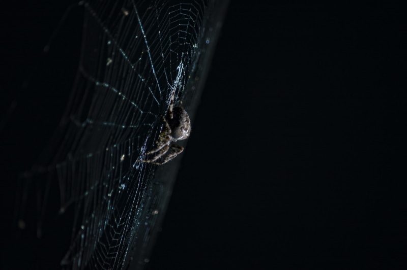 macro, web, 1080P, spider