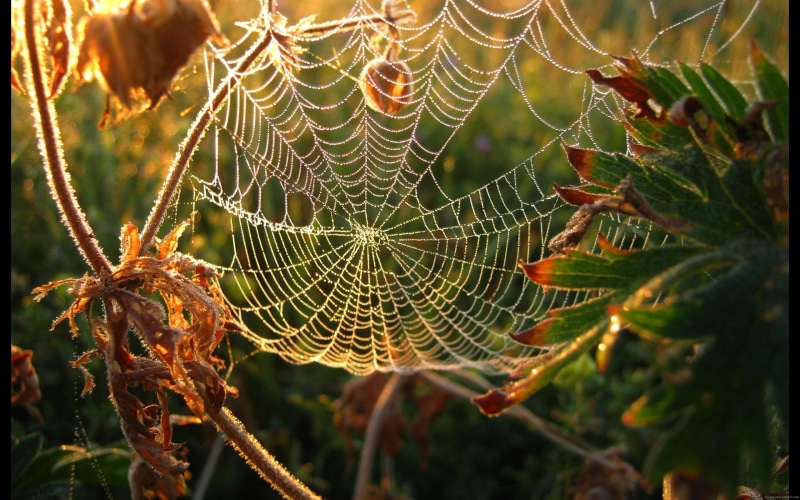 spider, 2K, animal, s, dew, autumnal, web, autumn