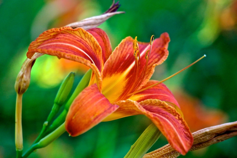 leaf, plant, close up photography, close, saturation, Colorful, Flower, web  bug, spider web, photography, duck  rock, close-up, color, Daylily, nature