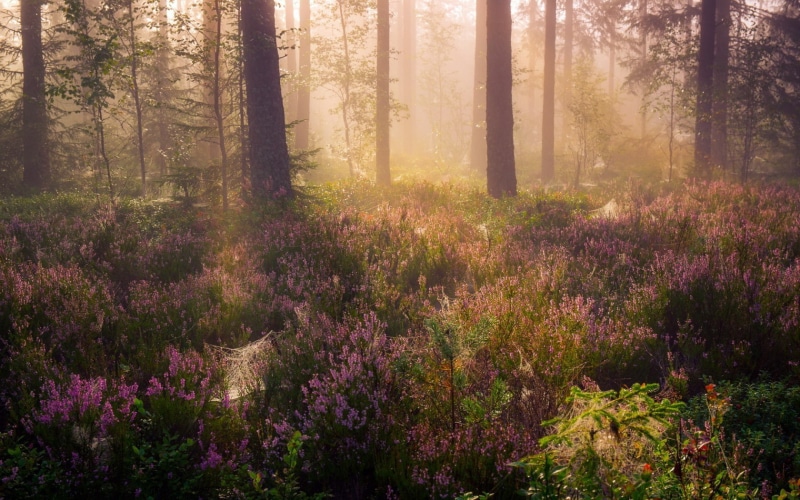nature, 720P, trees, forest, plants, spiderwebs, sunlight, spider webs