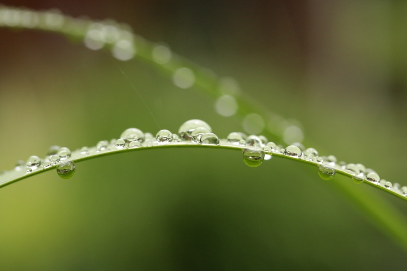 summer, dew, freshness, wet, 4K, de, drop, springtime, liquid, photography, environment, Perles, water, drops, green Color, plant, leaf, backgrounds, grass