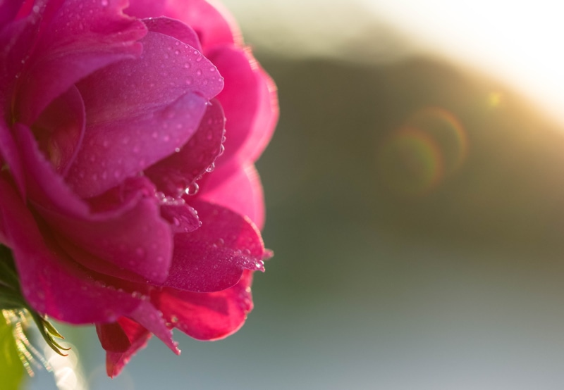 focus, freshness, light, pink Color, nature, dew, drop, Shine on, drops, sunlight, water, beauty, close-up, 4K, selective focus, sun flare, pink, selective