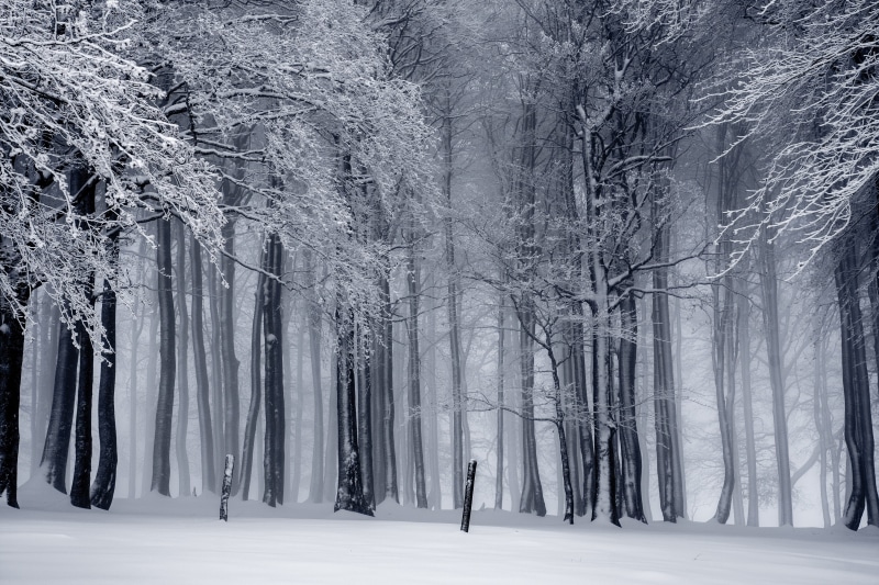 non-urban scene, tree trunk, nature, trees, tranquility, environment, tree, cold, woodland, snowing, scenics - nature, 2K, beauty in nature, trunk, plant